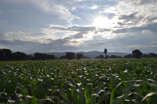 mexico  corn  field