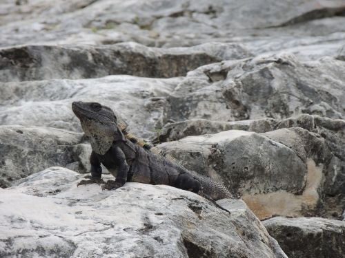 mexico fauna reptile