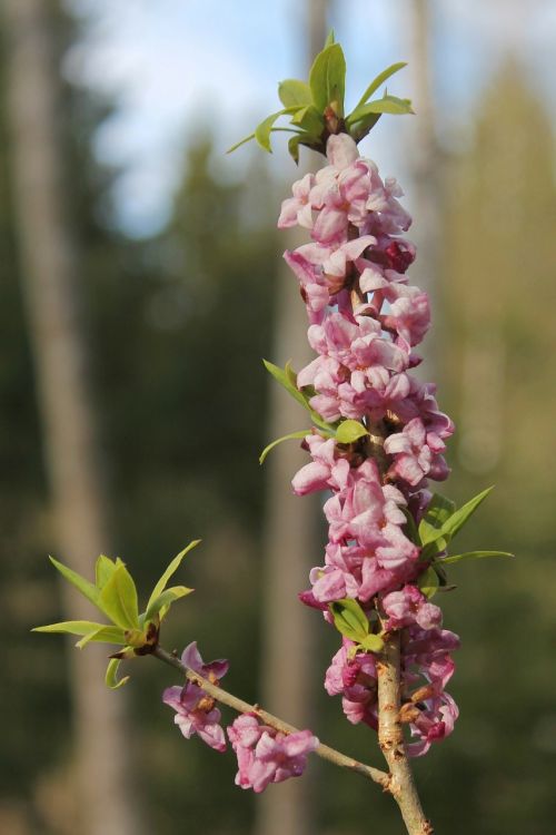 mezereon daphne mezereum floral