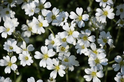 mézvirág  flower  petal