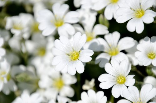 mézvirág  flower  garden