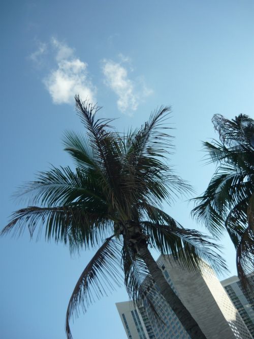 miami palm sky