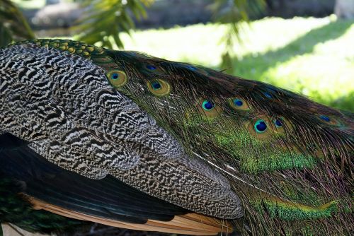 miami biscayne key biscayne peacocks