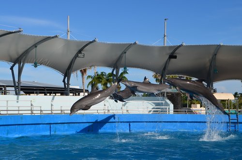 miami  seaquarium  entertainment