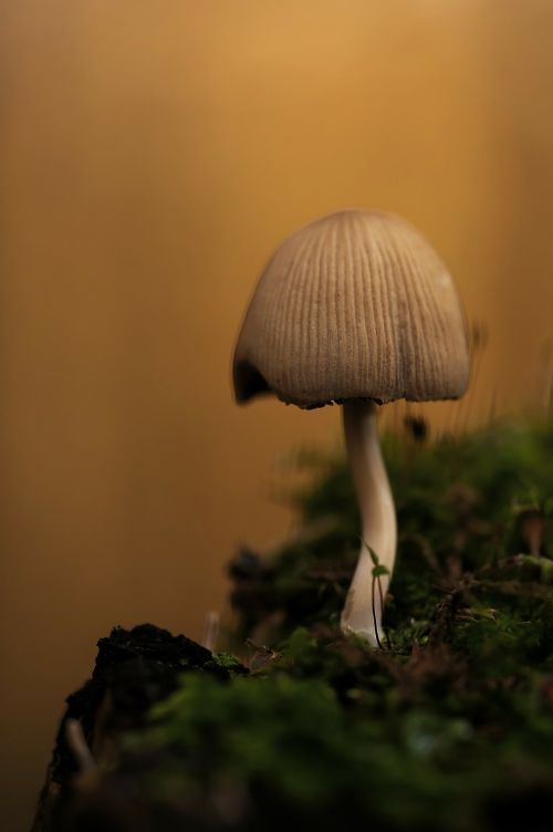 mica comatus mushroom coprinus