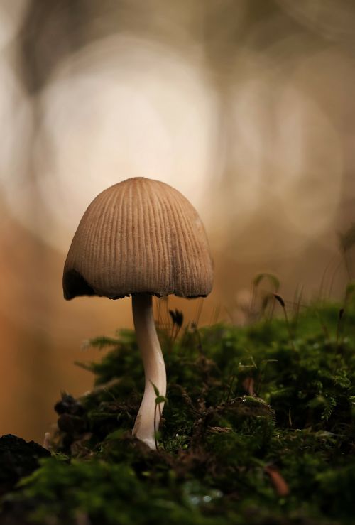 mica comatus forest mushroom coprinus micaceus