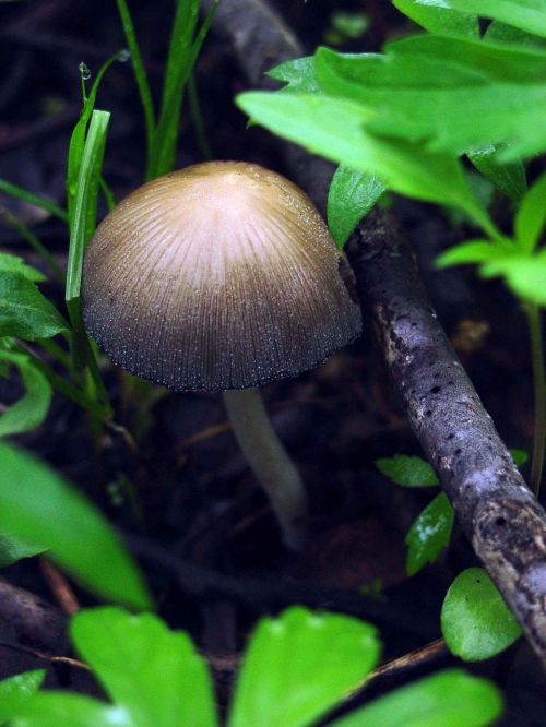 micaceus coprinus mushroom