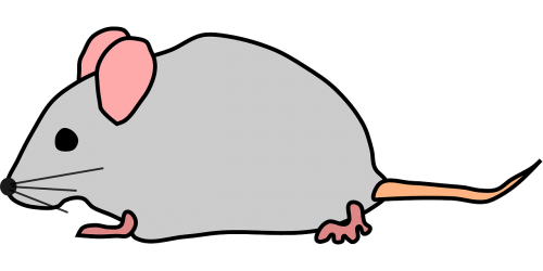mice mouse rat