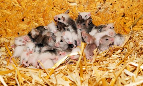 mice mastomys nest