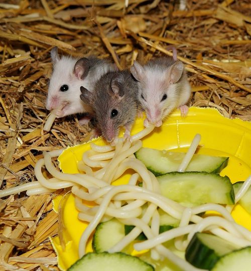mice mastomys rodents