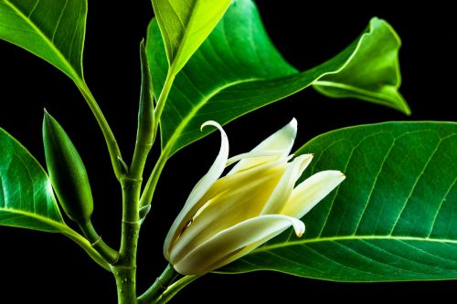 michelia champaca blossom blossom