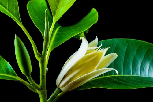 michelia champaca blossom blossom