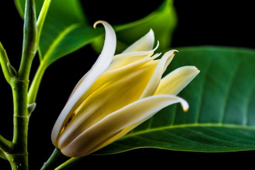 michelia champaca blossom blossom