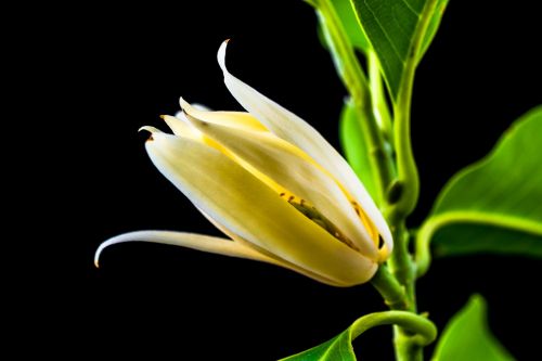 michelia champaca blossom blossom