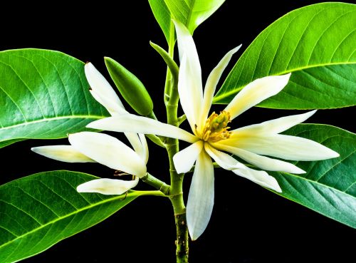 michelia champaca blossom blossom