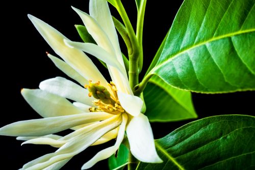 michelia champaca blossom blossom