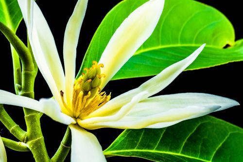 michelia champaca blossom blossom