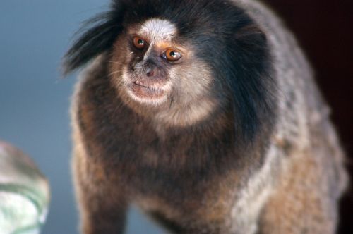 mico marmoset monkey