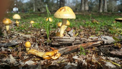micro small mushroom