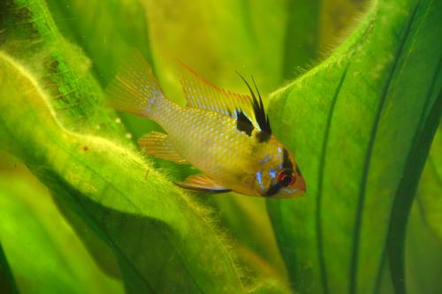 micro-geophagus ramirezi butterfly cichlid fish