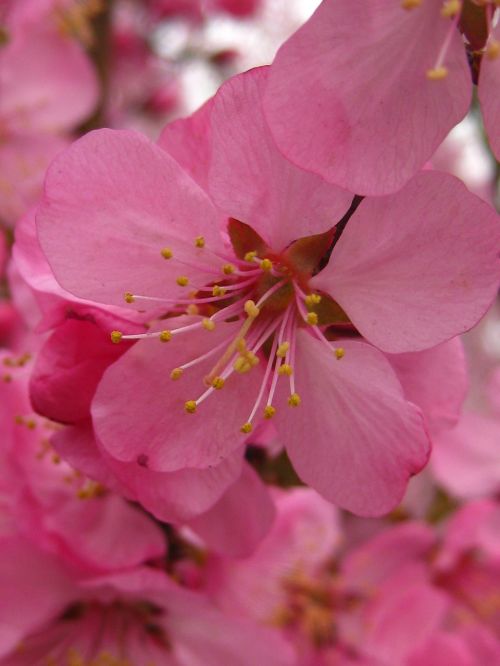 microfilm of pink flowers