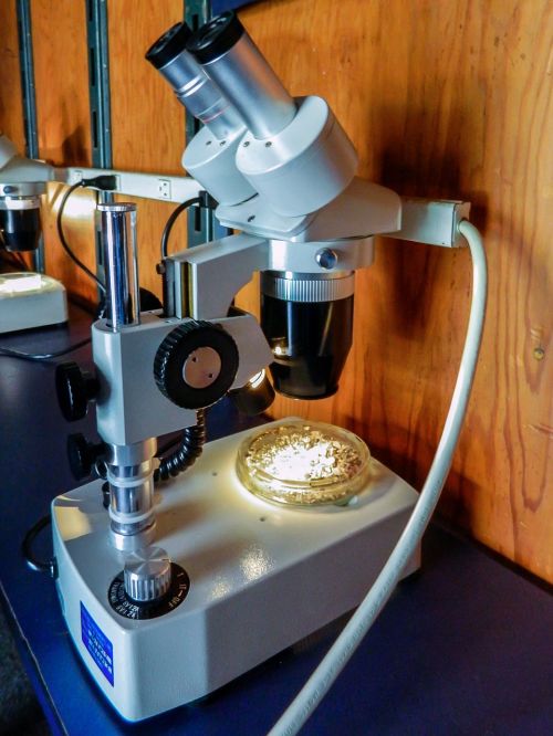 microscope lab science
