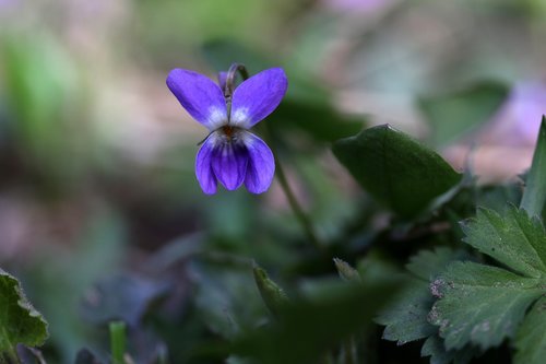 micsunea  flower  blue