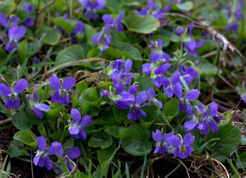 micsunele violet flower