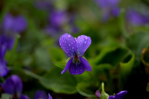 micsunele violet flower