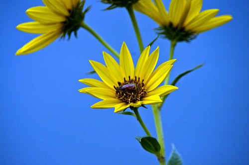 middle loup river sunflower  nebraska national forest  yellow