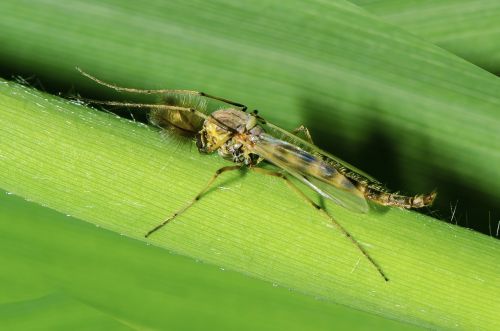 midge sting insect