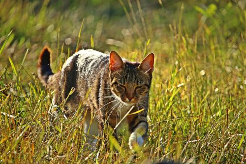 mieze cat tiger cat