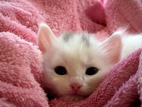 Cute Little Kitten