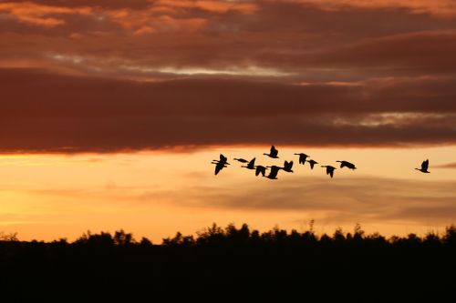 migrating birds sunset nature