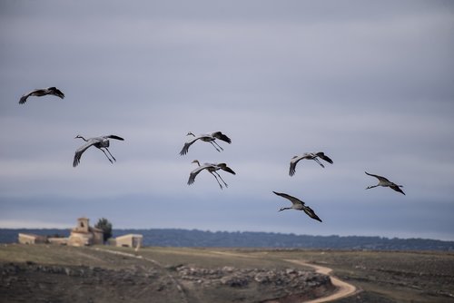 migration  cranes  spain