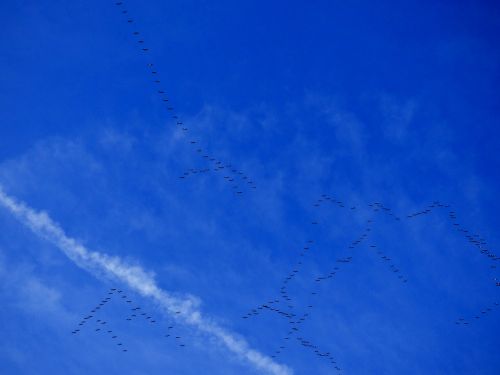 migration migratory birds birds