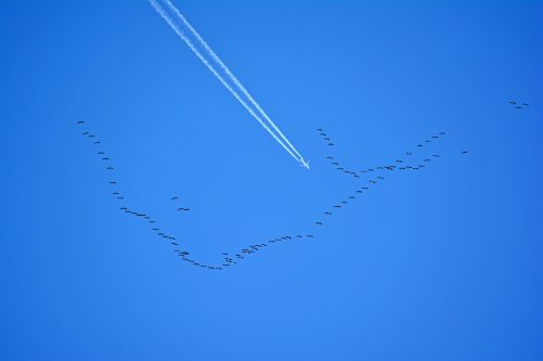 migratory birds fauna