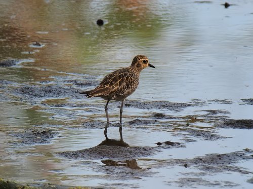 migratory  bird  wild