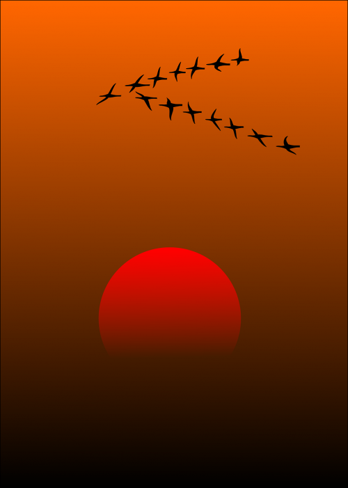 migratory birds birds sunset