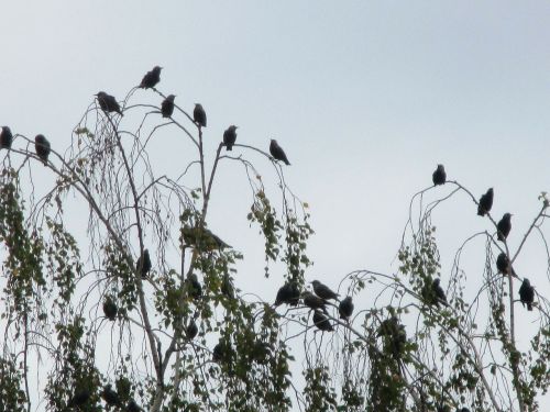 migratory birds stare flock of birds