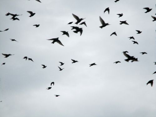 migratory birds flock of birds stare