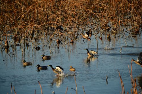 migratory birds duck birds