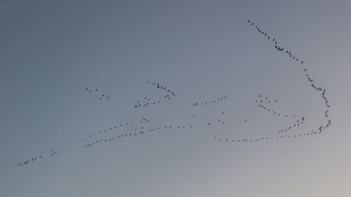 migratory birds birds flock of birds