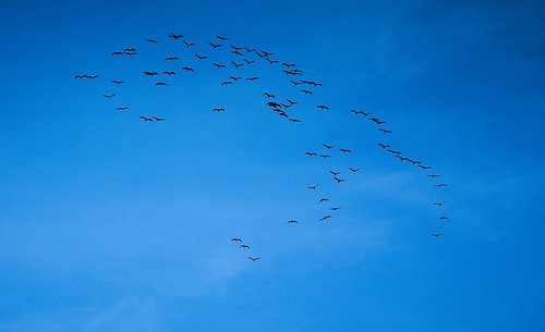 migratory birds  birds  swarm