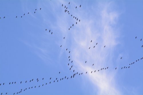 migratory birds  migratory bird  crane
