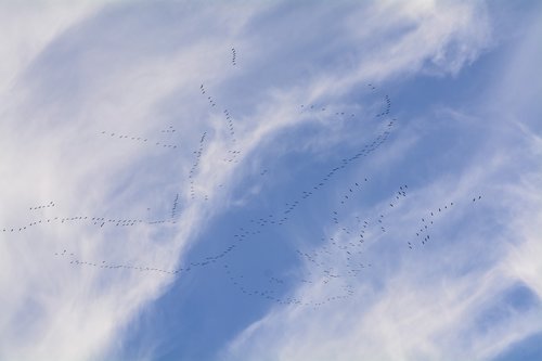 migratory birds  migratory bird  crane