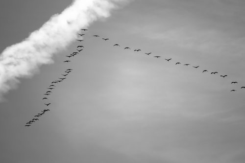 migratory birds  cranes  flock of birds