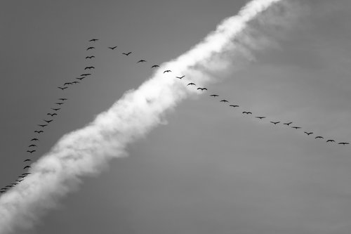 migratory birds  cranes  flock of birds