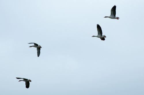 migratory birds geese wild geese