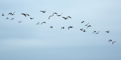 migratory birds geese wild geese